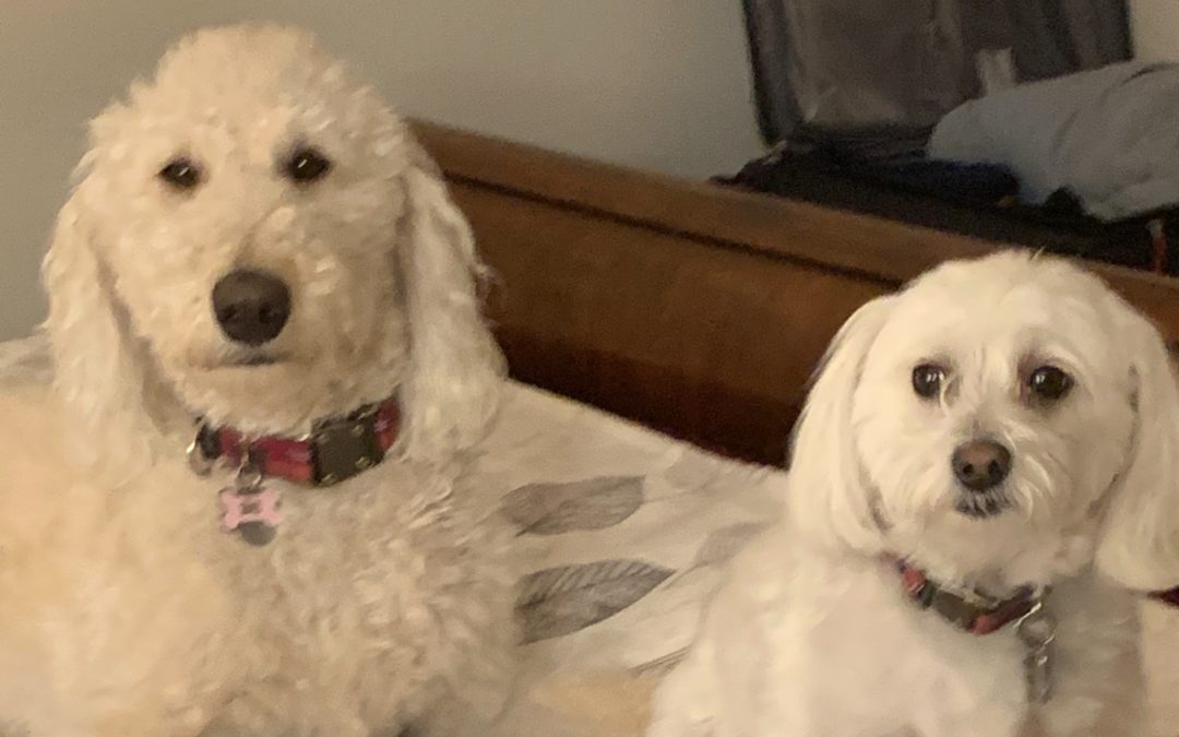 Wag and the Gang