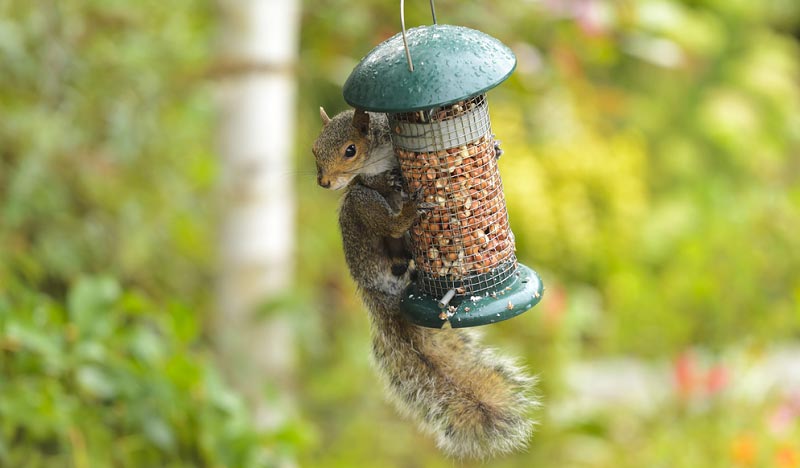 will squirrels eat bird seed