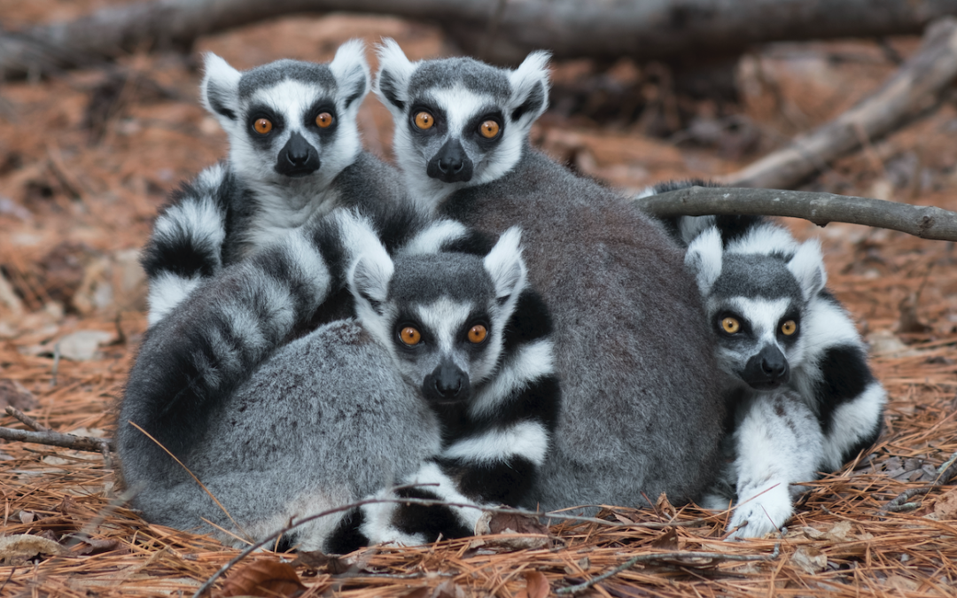My Lemur Menagerie