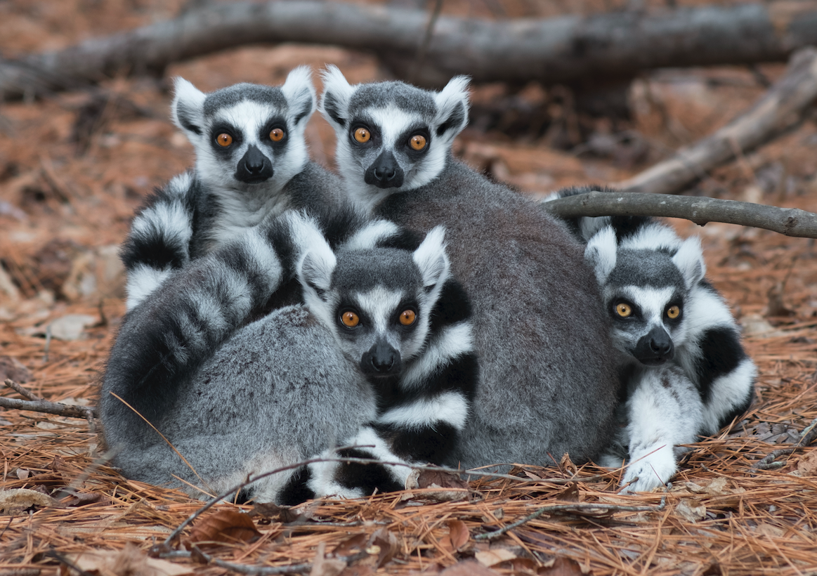 My Lemur Menagerie