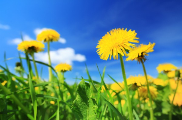 Why Are Dandelions Weeds?