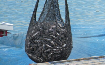 It’s a Montana Thing